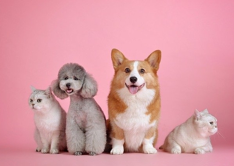 Vacinar os pets previne doenças mortais; saiba mais