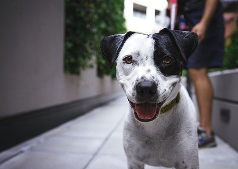 Diabetes e tosse? 4 curiosidades sobre a saúde dos Pets que você não sabia