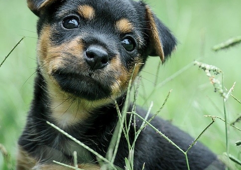 Cachorro pode comer grama? Saiba por que isso acontece