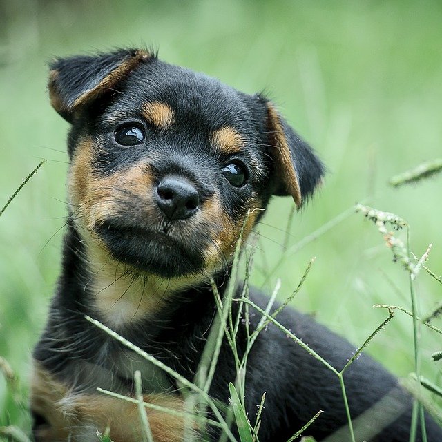 Cachorro pode comer grama? Saiba por que isso acontece