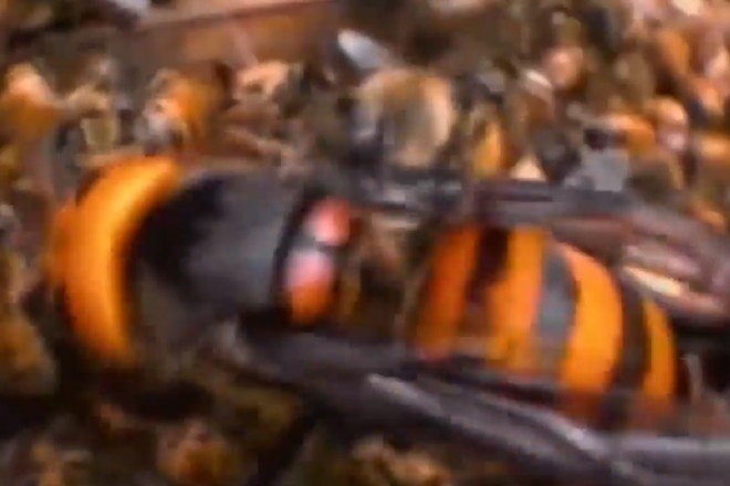 Abelhas saem de esgoto e atacam idoso de 80 anos que fazia caminhada