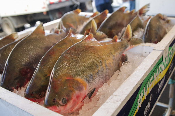 Semana Santa: saiba como comprar peixe com segurança no Amazonas