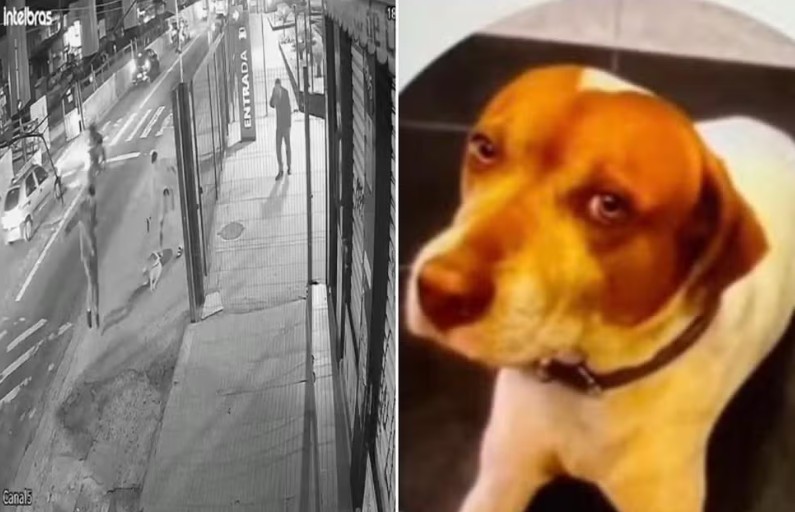 PM é identificado após matar cachorro Caramelo com sete tiros em SP