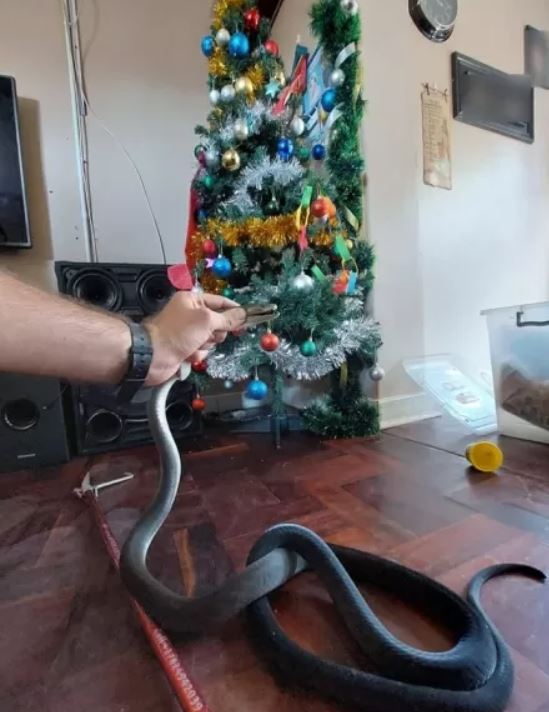 Família leva susto ao encontrar cobra altamente venenosa em árvore de Natal