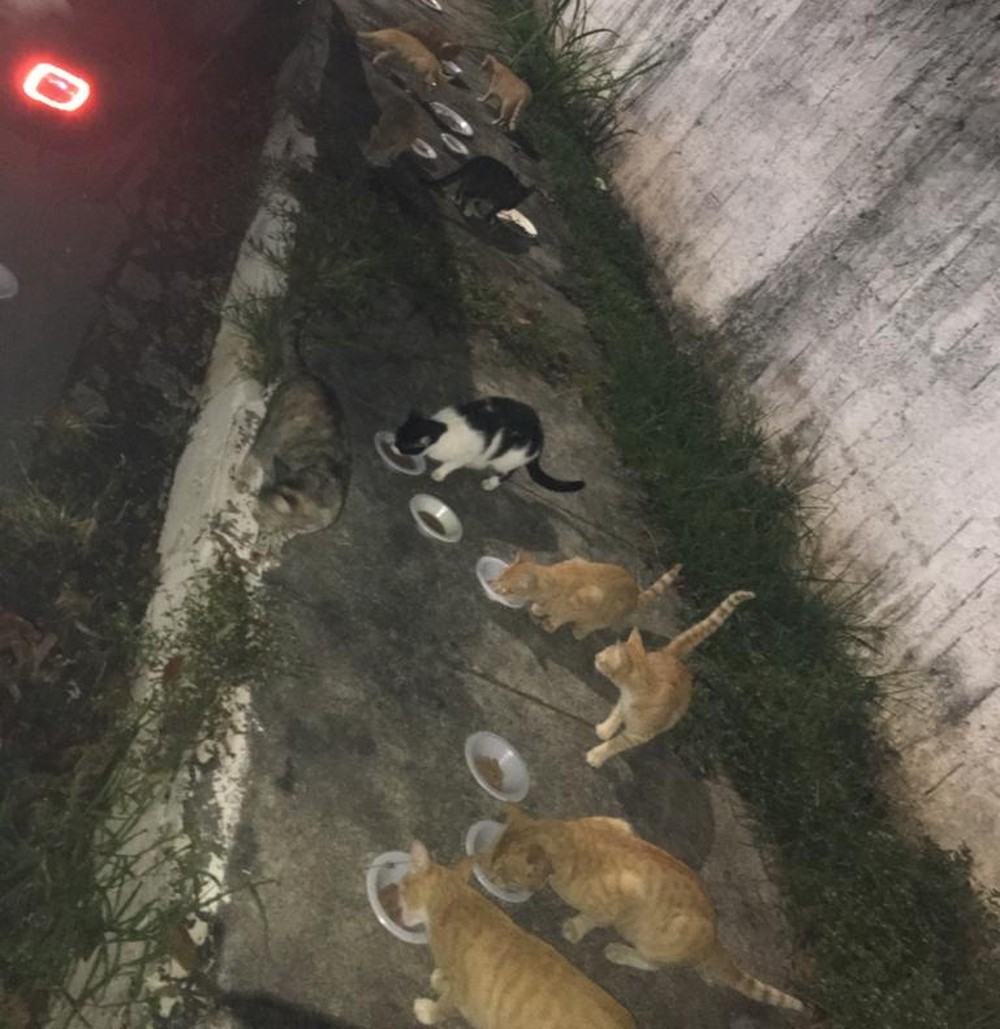 Moradora entra na Justiça e pede retirada de gatos de condomínio em Manaus