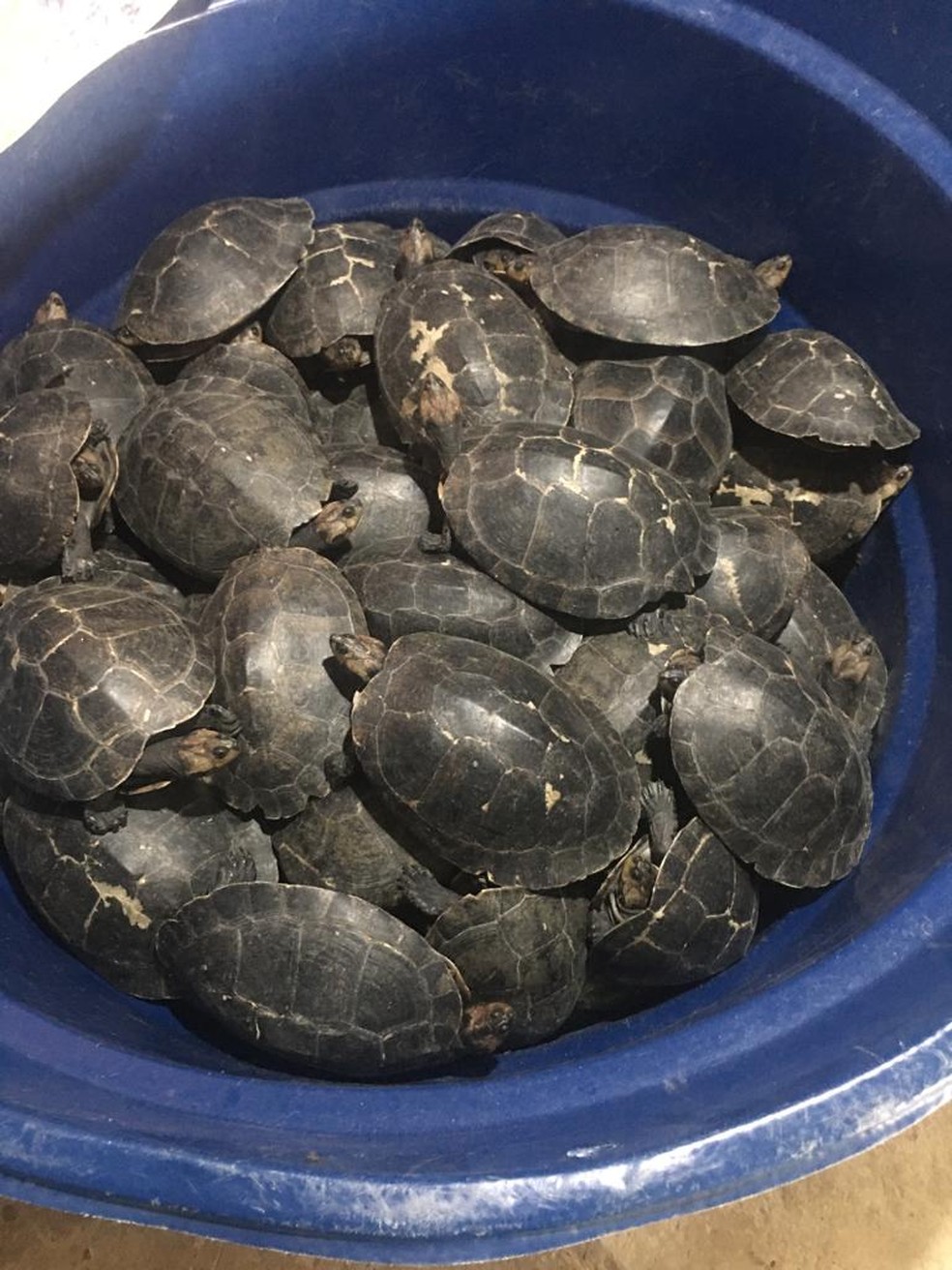 Homem é preso com 180 quelônios dentro de casa no Amazonas