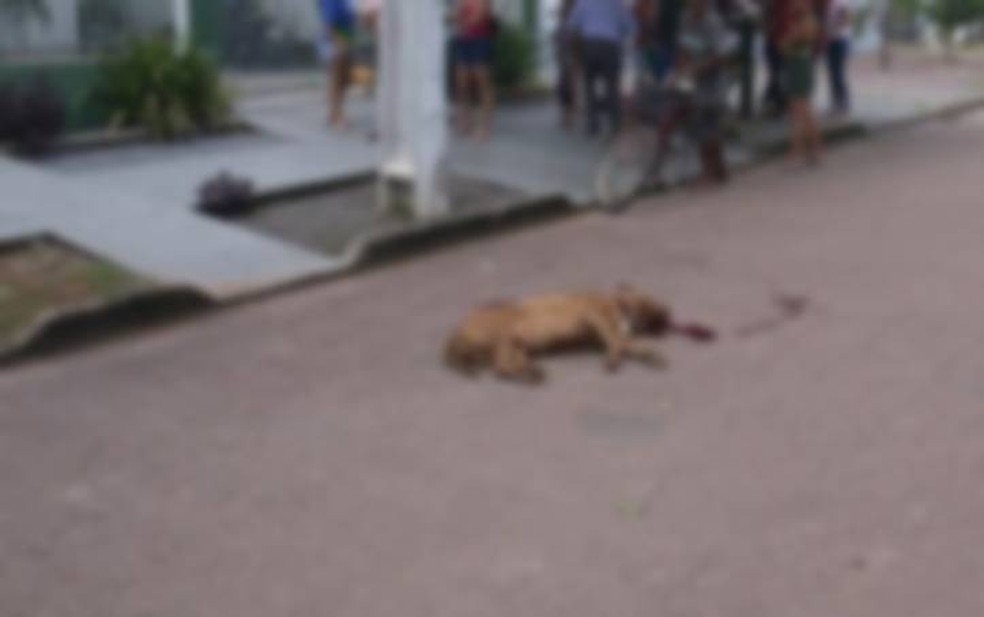 Cachorro é morto pelo dono após ataque a vizinha