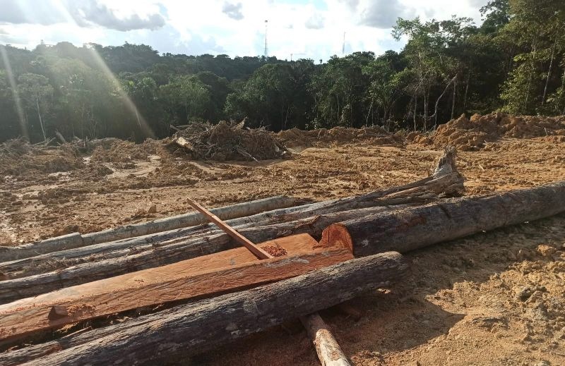 Edital para doação onerosa de lenha é lançado no Amazonas