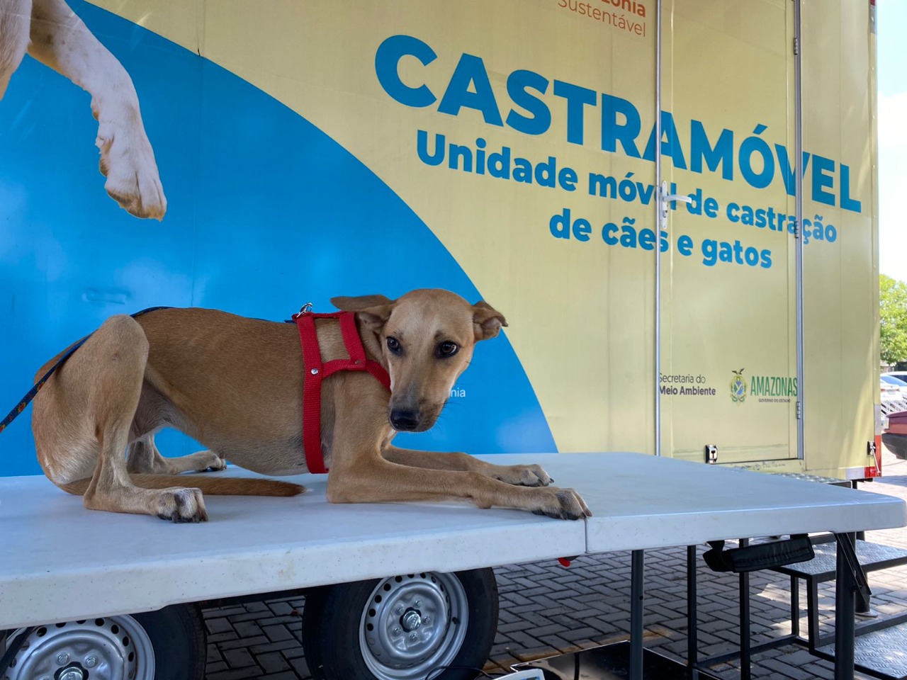 Castramóvel atinge marca de 10 mil cirurgias gratuitas no Amazonas