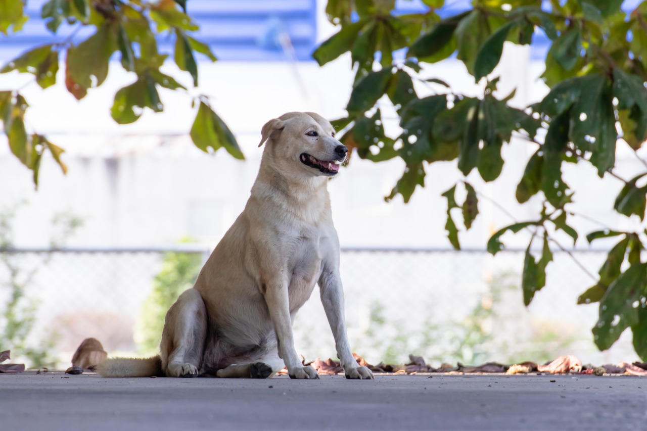 Projeto implanta serviço de castramóvel e doação de ração no Amazonas