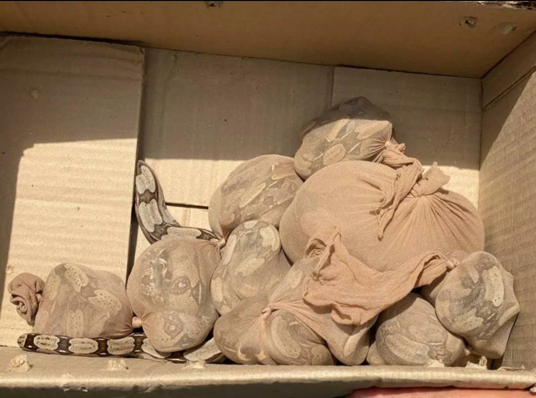 Caixa com 15 jiboias é encontrada em agência dos Correios