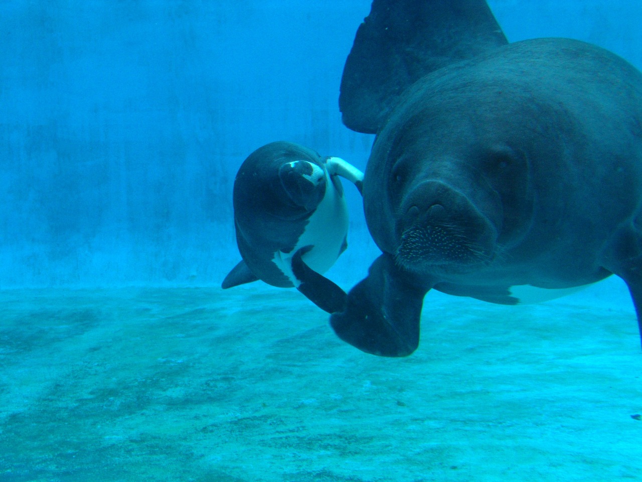 Filhote de peixe-boi é resgatado por pescadores no Amazonas