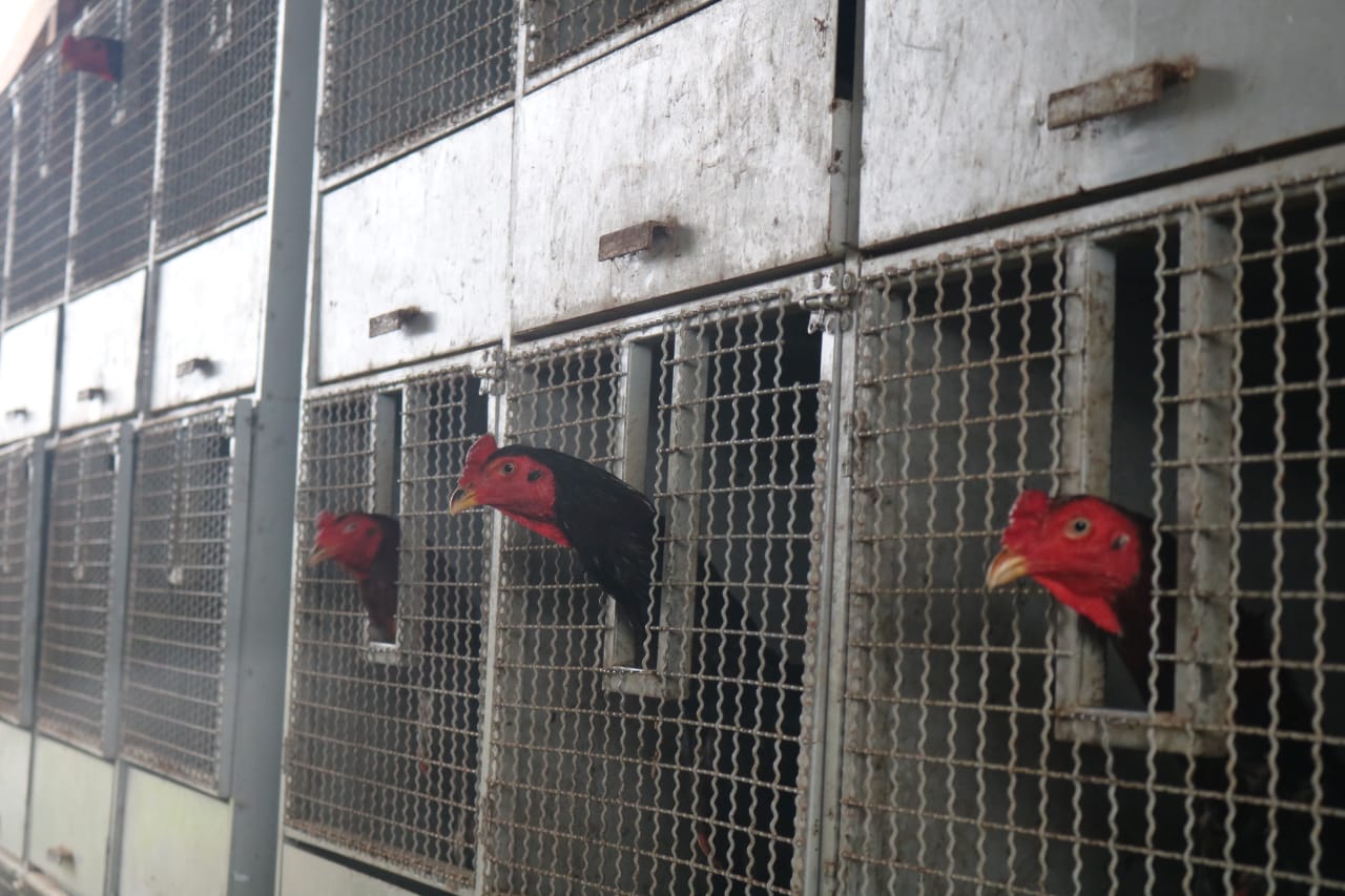 Operação resgata 70 galos de rinha e multa fazendeiro em R$ 480 mil no AM