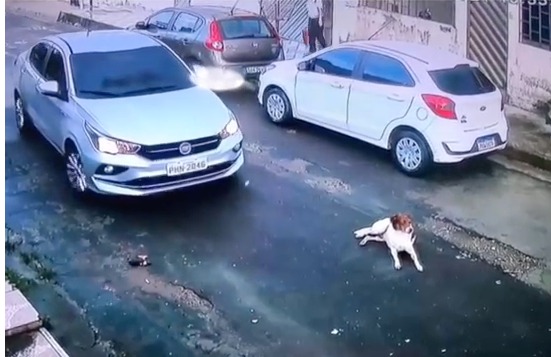 Vídeo: Cachorro é arrastado por motorista ao ser atropelado em Manaus