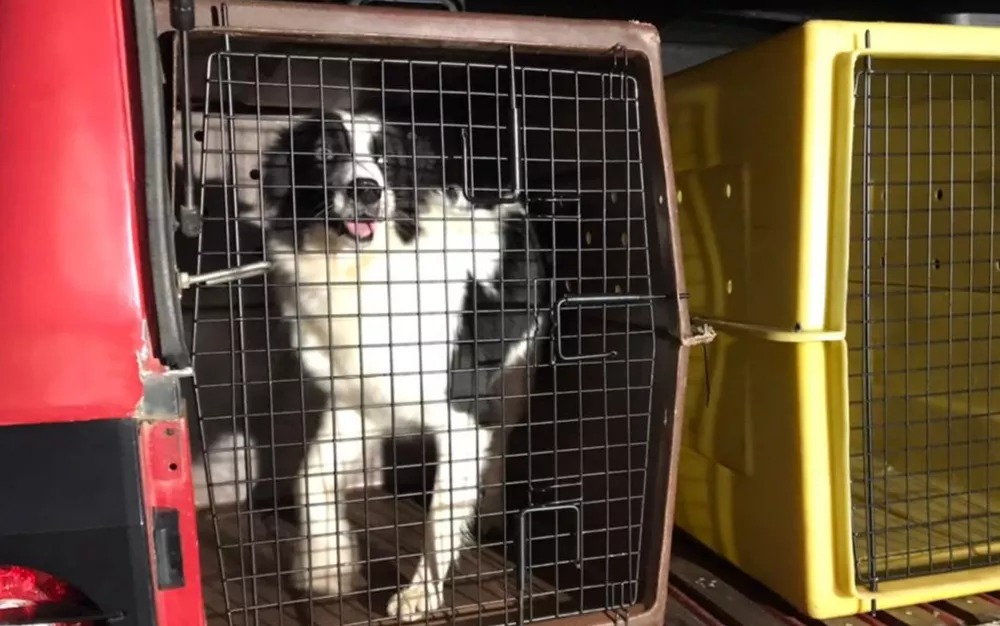 Cadela que atuou em Brumadinho vai ajudar nas buscas por Lázaro 