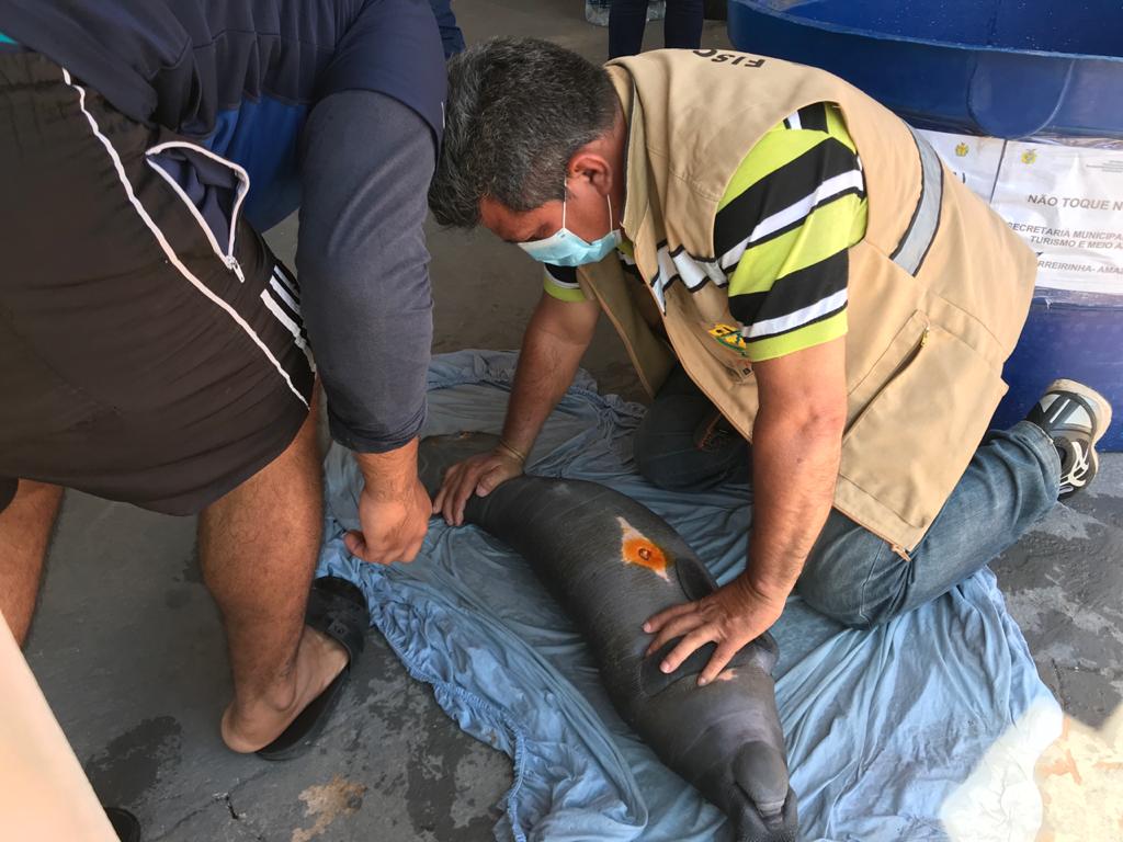 Filhotes de peixe-boi são resgatados no interior do Amazonas