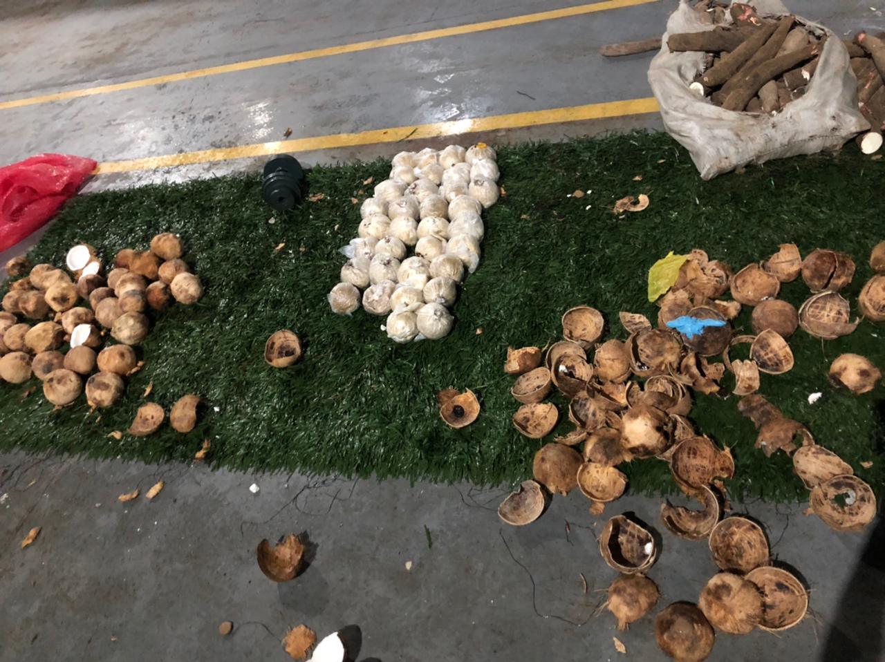 Homem é preso ao ser flagrado com cocos recheados de drogas no Amazonas