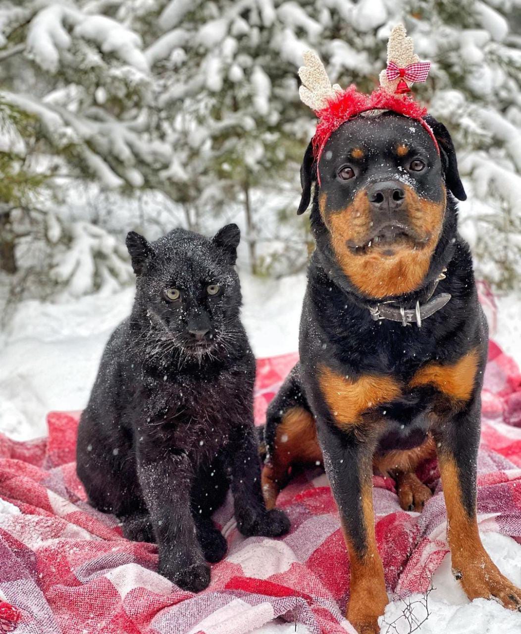 Pantera Negra rejeitada pela mãe é adotada por rottweiler; veja fotos  