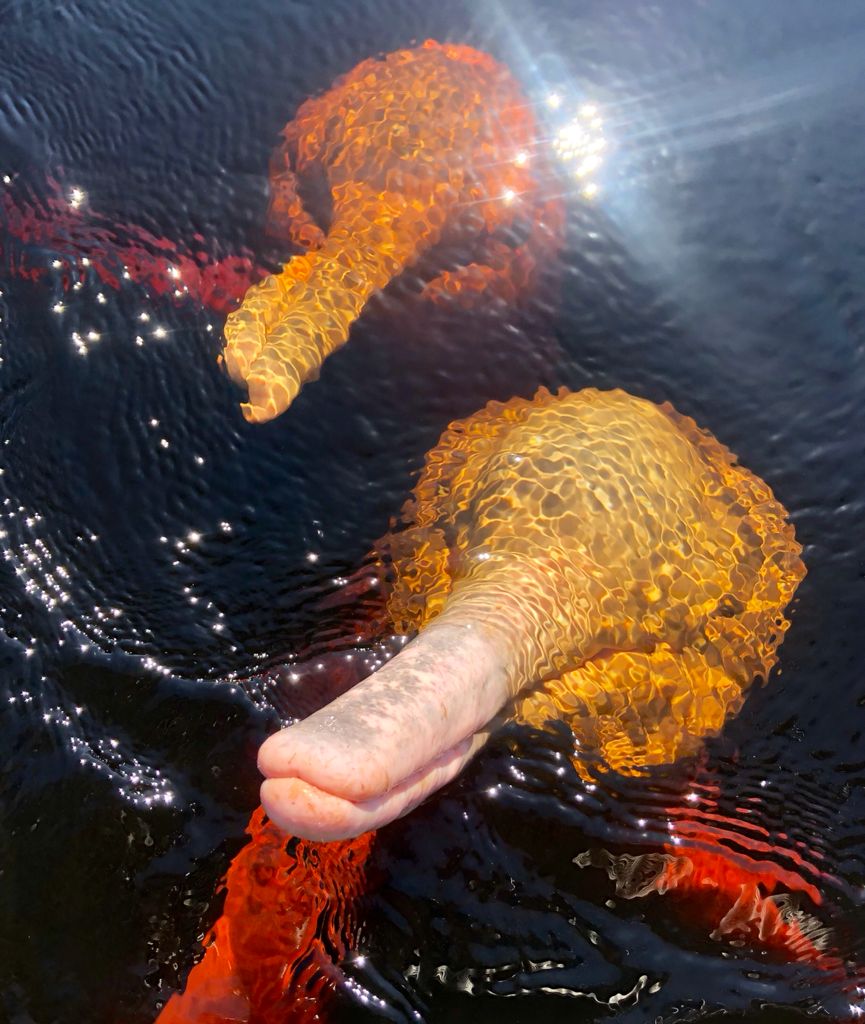 Sebrae Amazonas participa do mais importante evento de turismo regional 