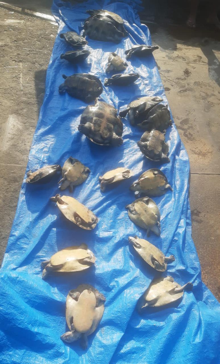 Mais de 20 quelônios são apreendidos em embarcação no Amazonas