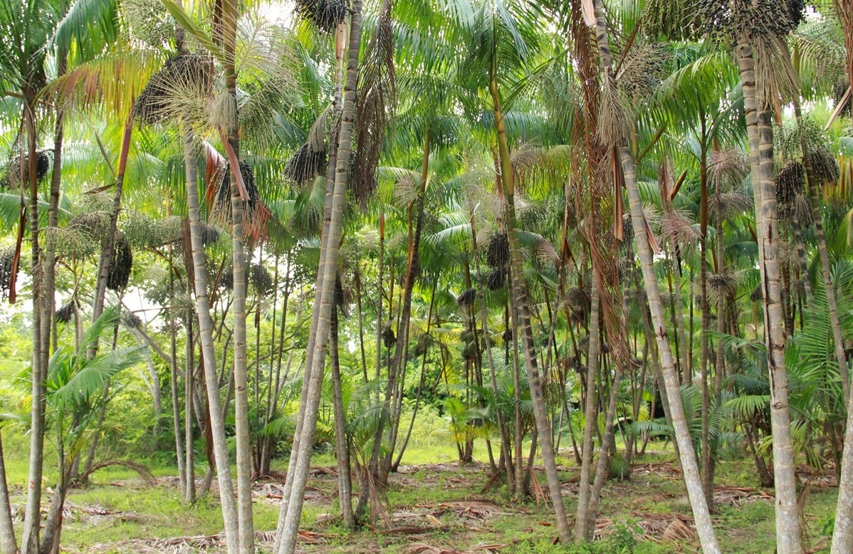 Embrapa realiza 1º curso on-line sobre cultivo do açaí em terra firme