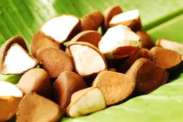 Copaíba e Andiroba são os mais usados como fitoterápicos no Amazonas