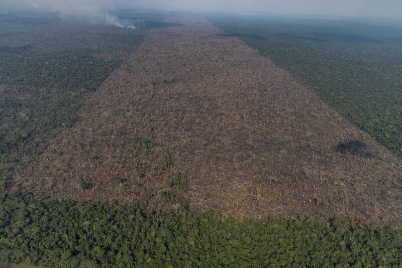 Índice de desmatamento cresce 71% em um ano no Amazonas