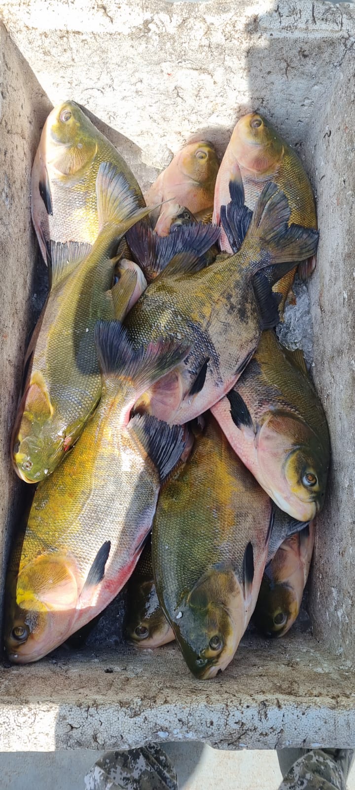 Pescado ilegal avaliado em mais de R$ 24 mil é apreendido no Amazonas