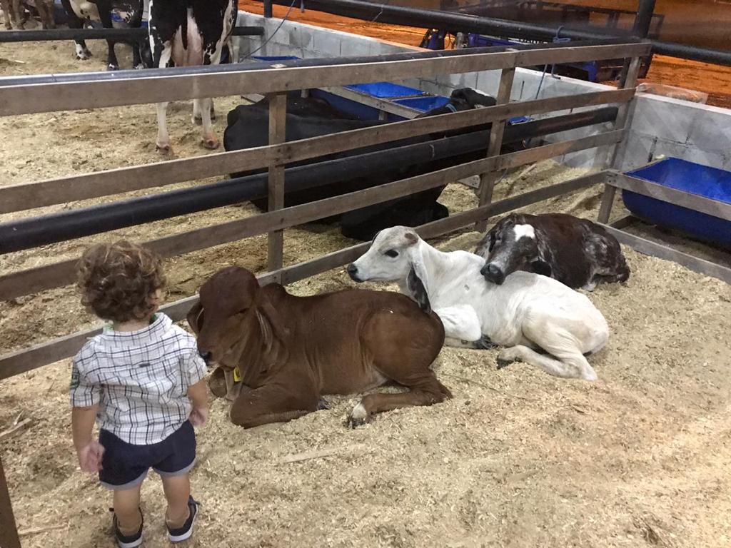 Feira de Agronegócios da Nilton Lins terá exposições e leilões de animais