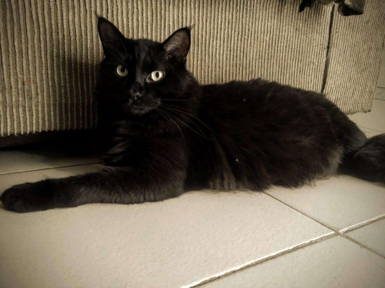 Mitos e verdades sobre os gatos pretos e o Halloween