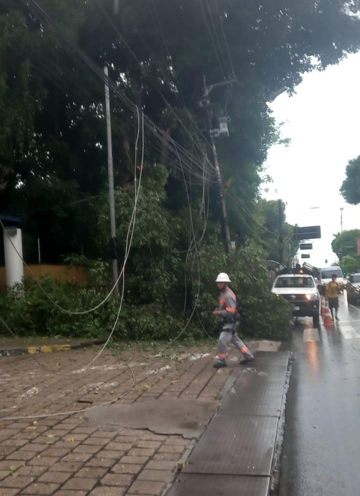Árvore cai após forte chuva em Manaus