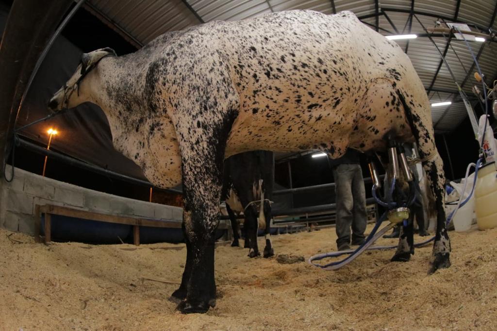 V Feira de Agronegócios da Universidade Nilton Lins começa nesta quarta