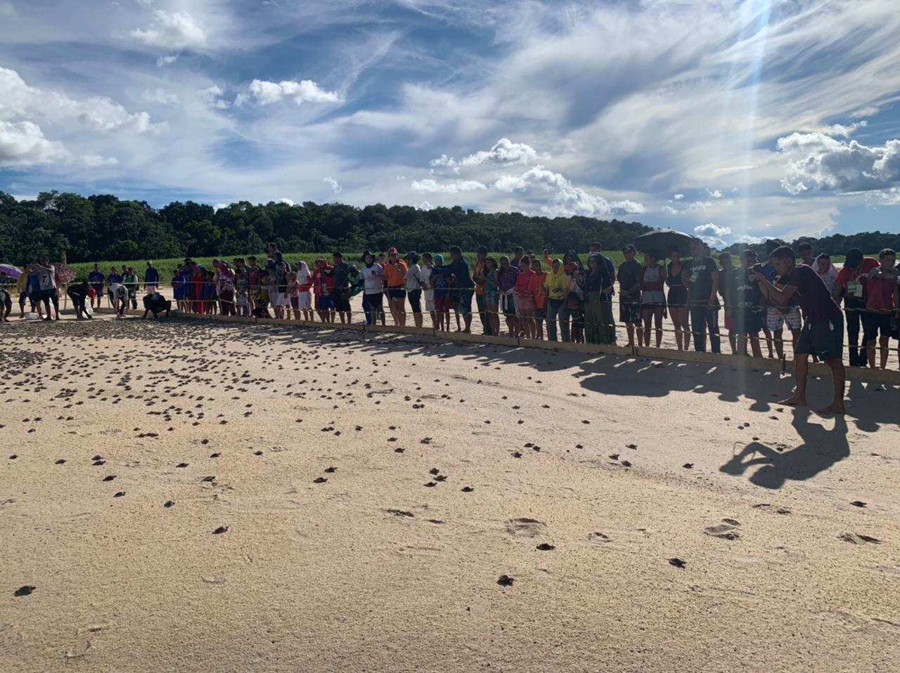 Mais de 270 mil filhotes de quelônios são soltos em rio no Amazonas