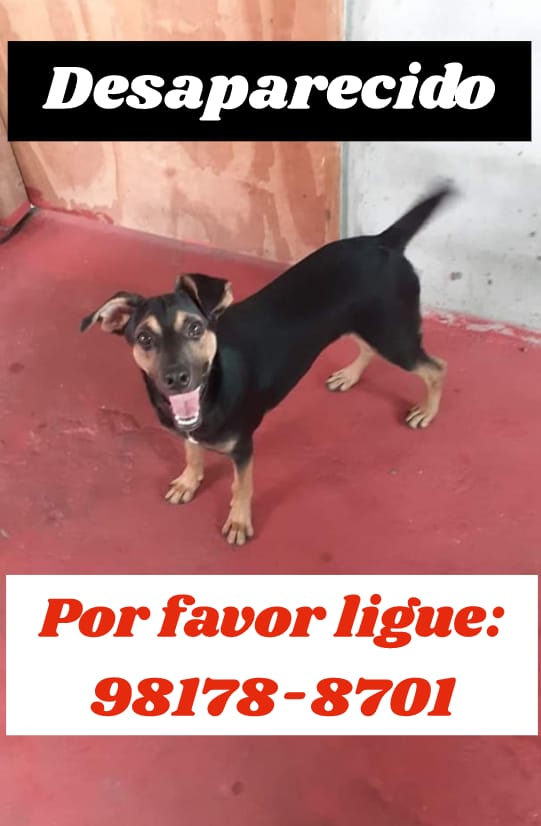 Dono pede ajuda para encontrar cãozinho que desapareceu em Manaus 