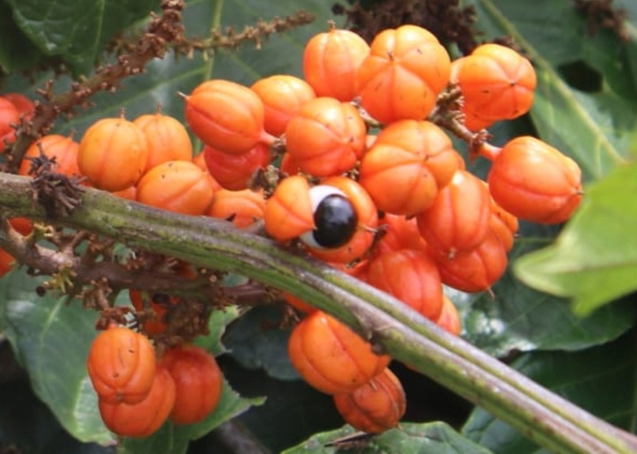Embrapa desenvolve guaraná de alta produtividade e resistente à doença