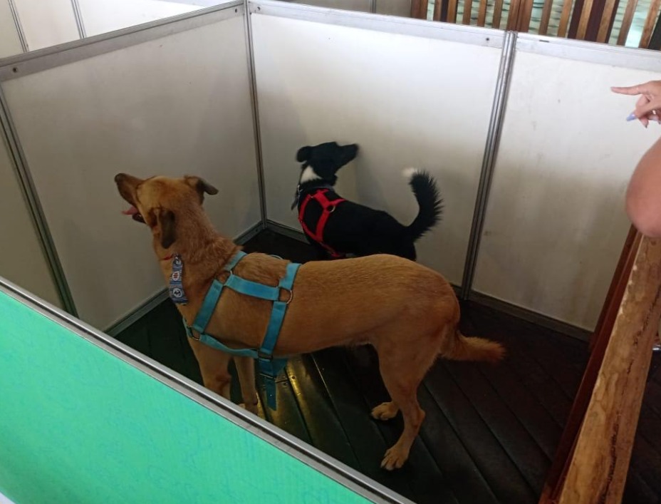 Feira de adoção de Pets ganha versão natalina neste domingo em Manaus