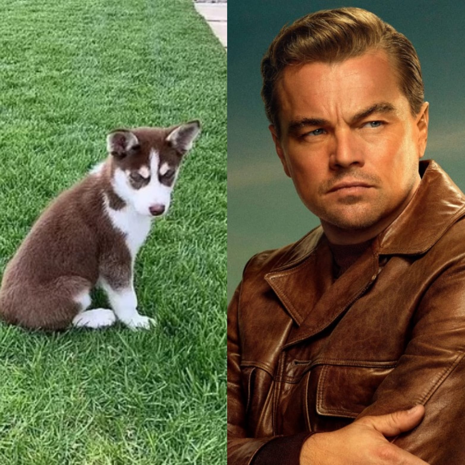 Leonardo DiCaprio pulou em lago congelado para salvar os próprios cães