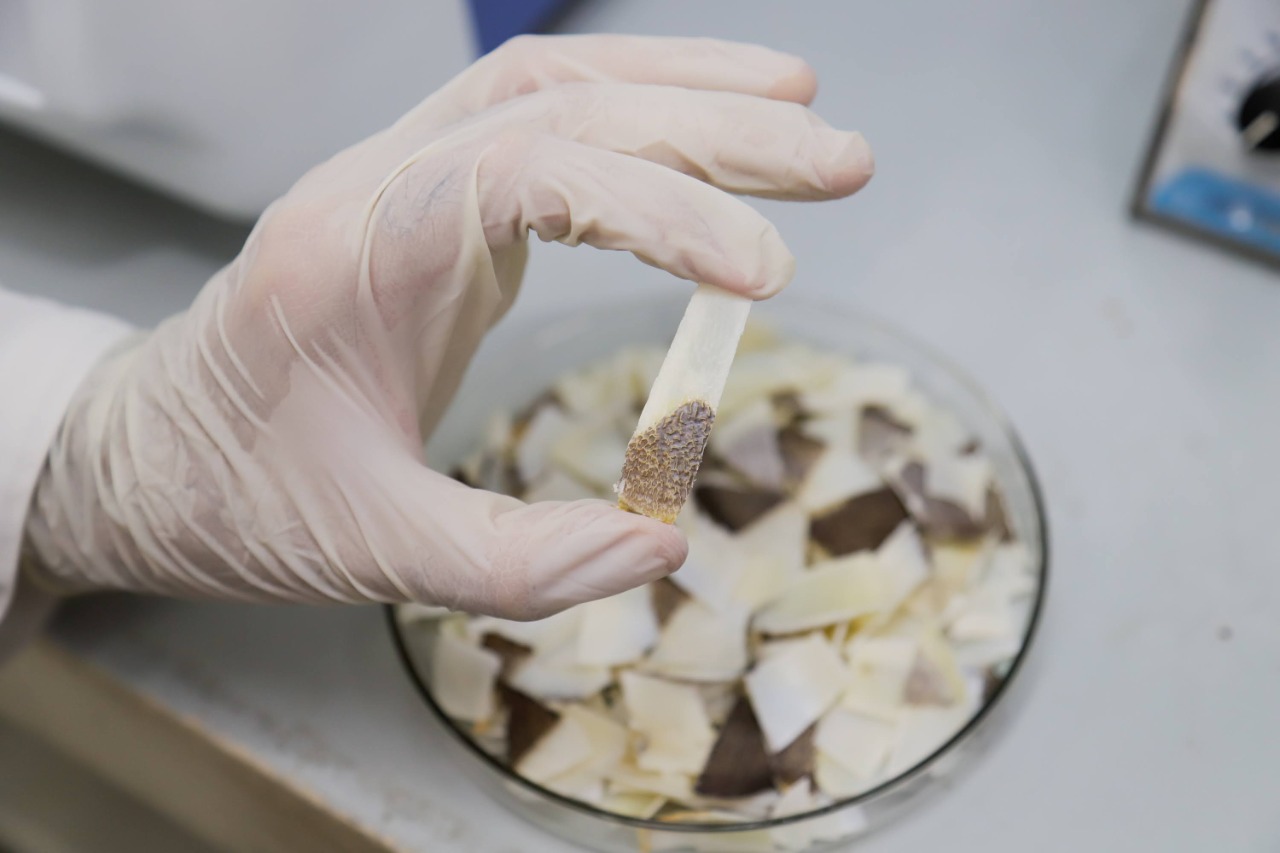 Estudo aponta uso de escama de pirarucu em implantes ósseos