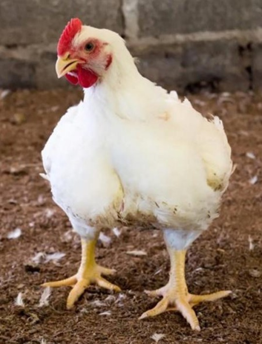 Você já viu um Chester vivo? Confira curiosidades sobre a ave natalina