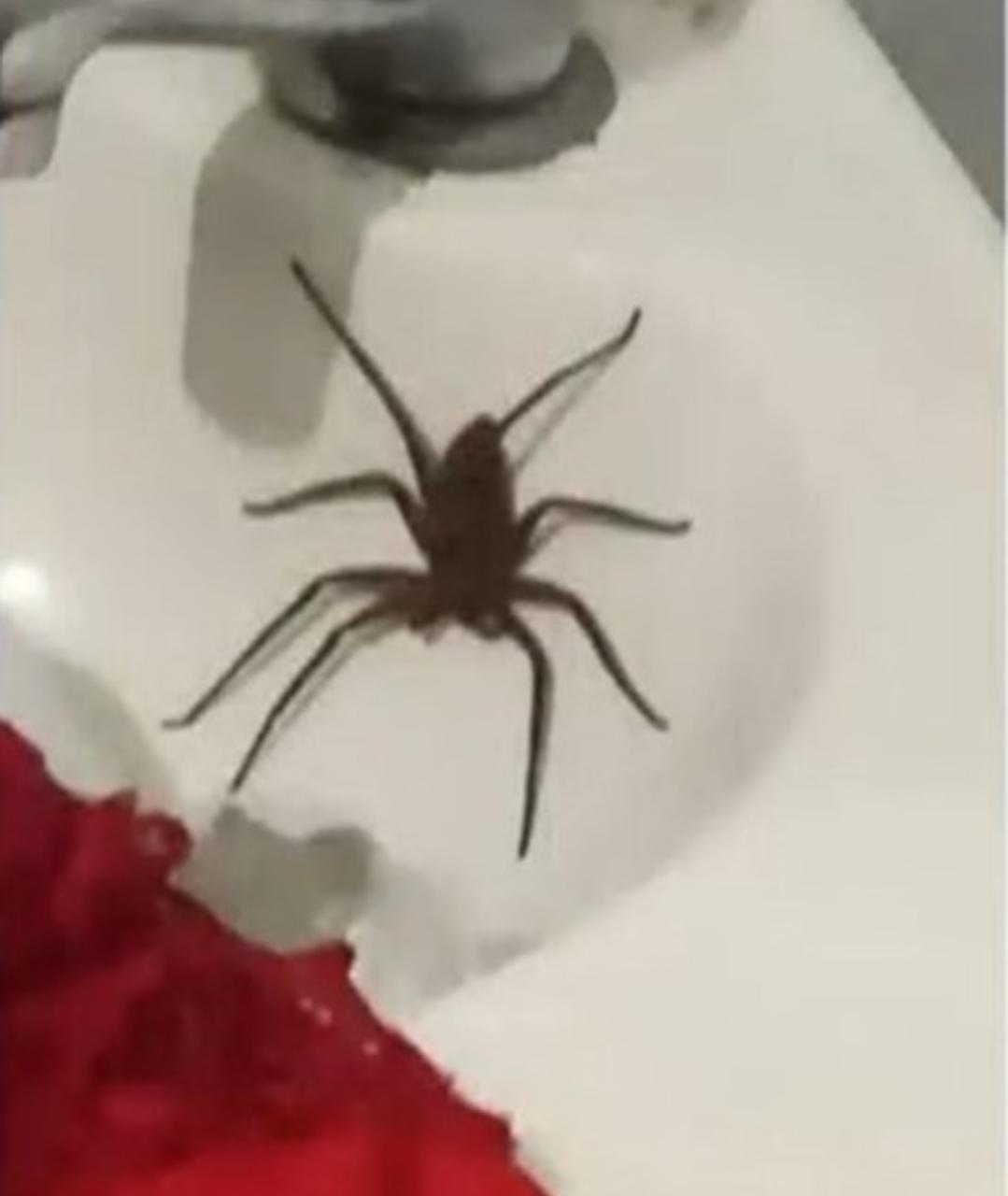 Após picada de aranha, mulher fica sem andar