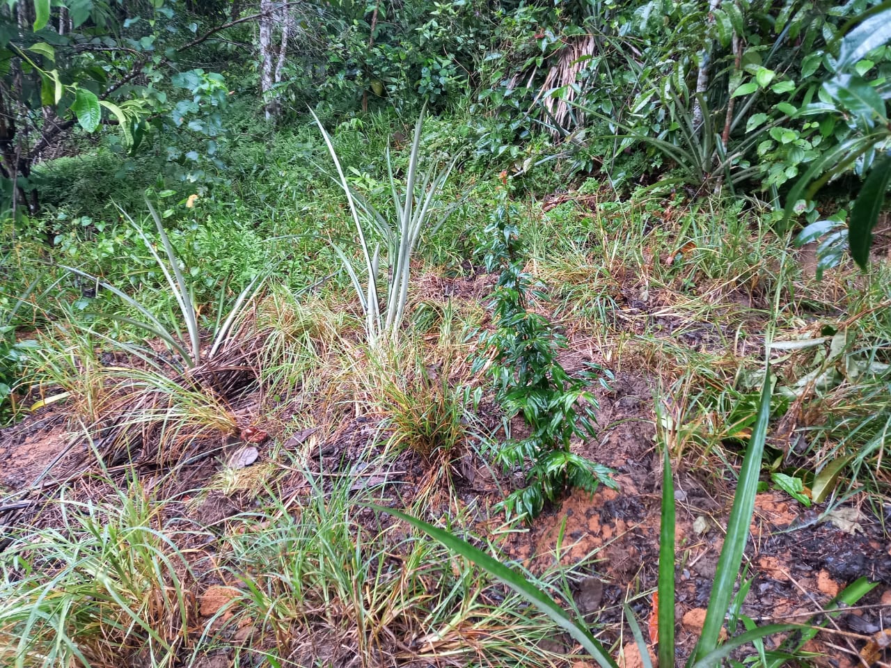 Abacaxis são plantados em cima da cova de adolescente no Amazonas