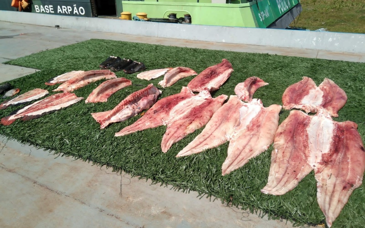 Cerca de 160 quilos de pescado ilegal são apreendidos no Amazonas