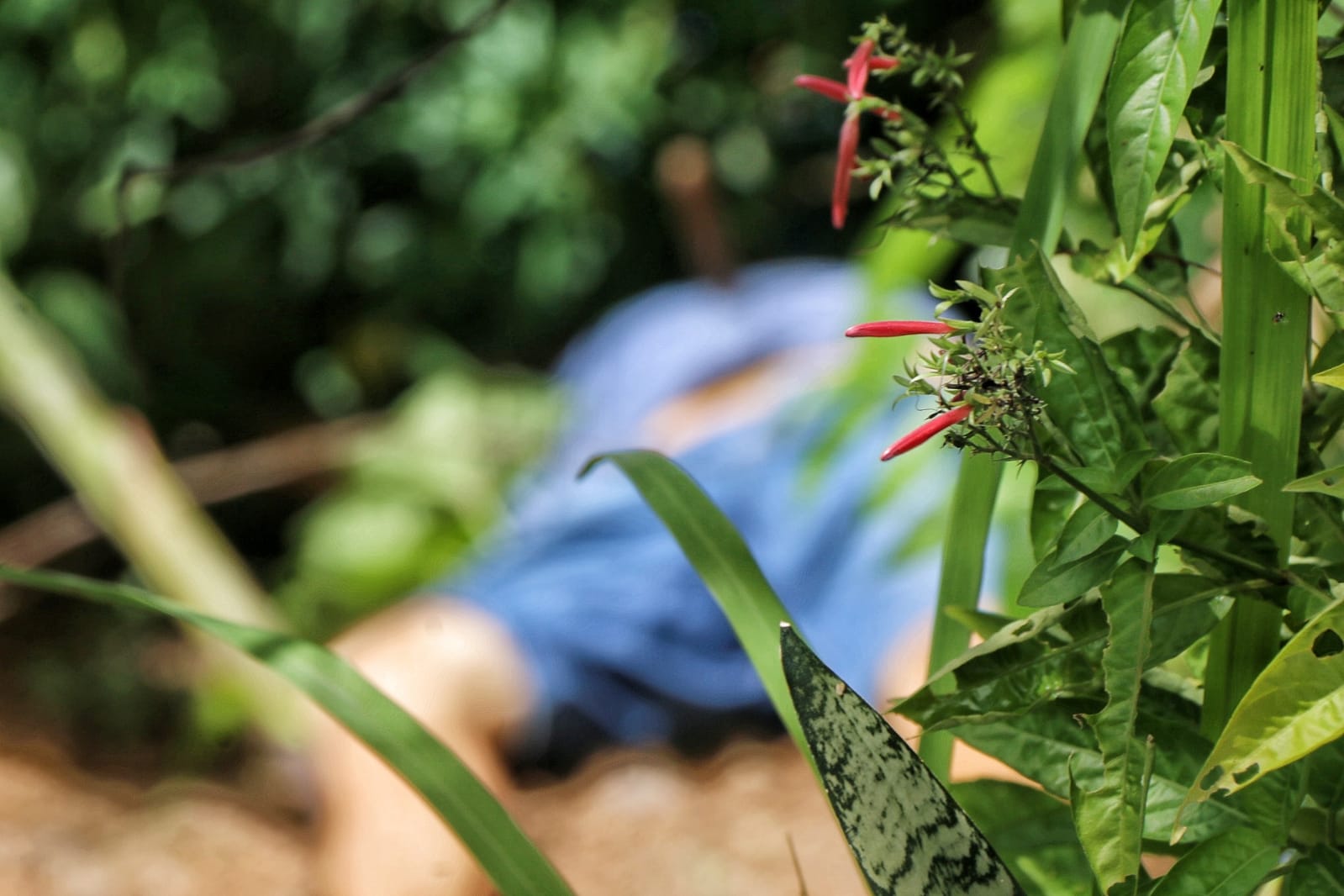 Sobrinho mata tio a facadas após flagrar filha sendo aliciada em Manaus