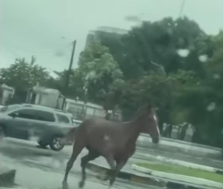Vídeo mostra cavalo galopando perdido entre carros de avenida em Manaus