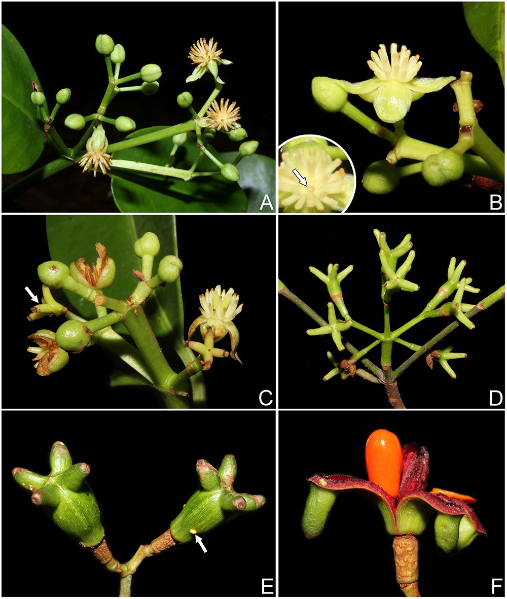 Nova espécie de planta é descoberta no Amazonas