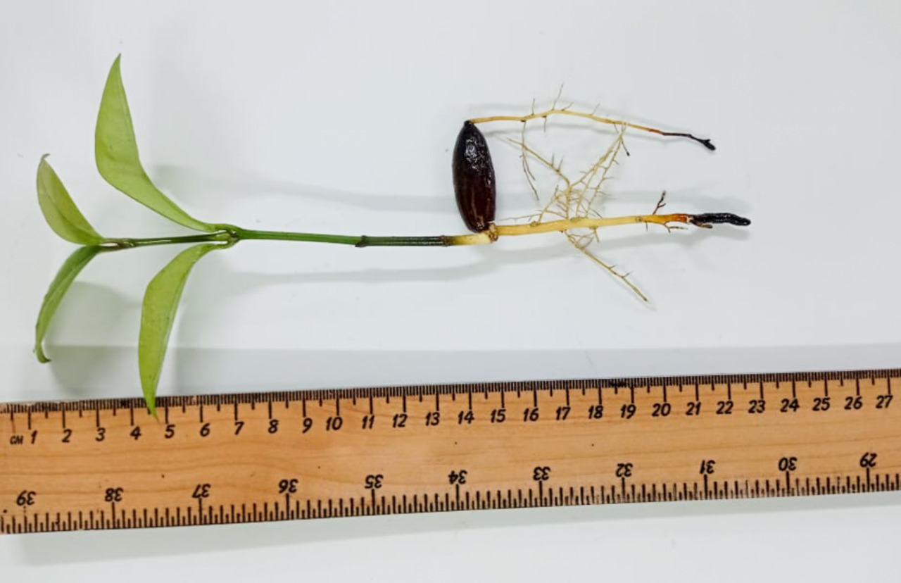 Pesquisa visa ampliar o consumo de frutas pouco conhecidas no Amazonas