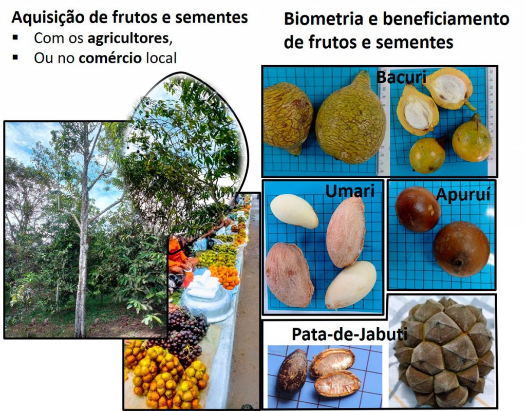 Frutas amazônicas serão estudadas para ampliar comercialização