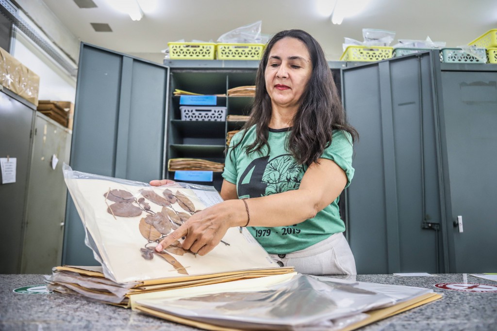 Acervo de plantas desidratadas da Ufam será digitalizado 