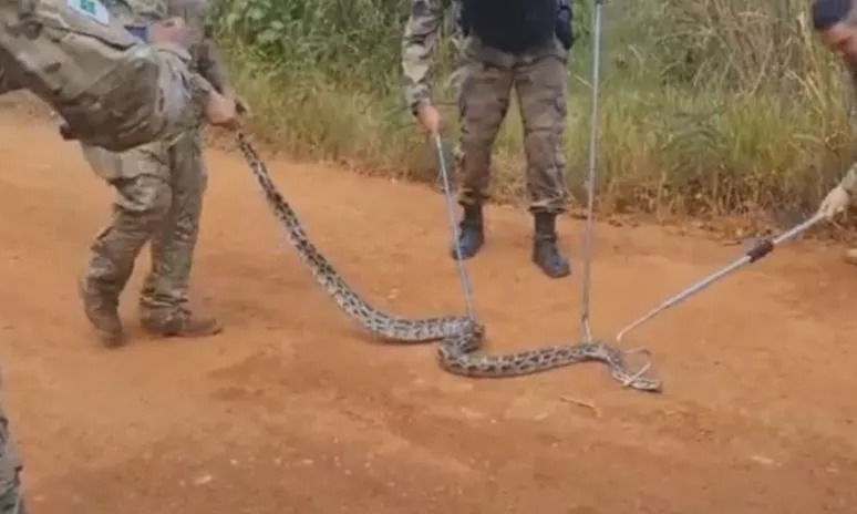 PM resgata cobra píton solta em mata após ser confundida com jiboia