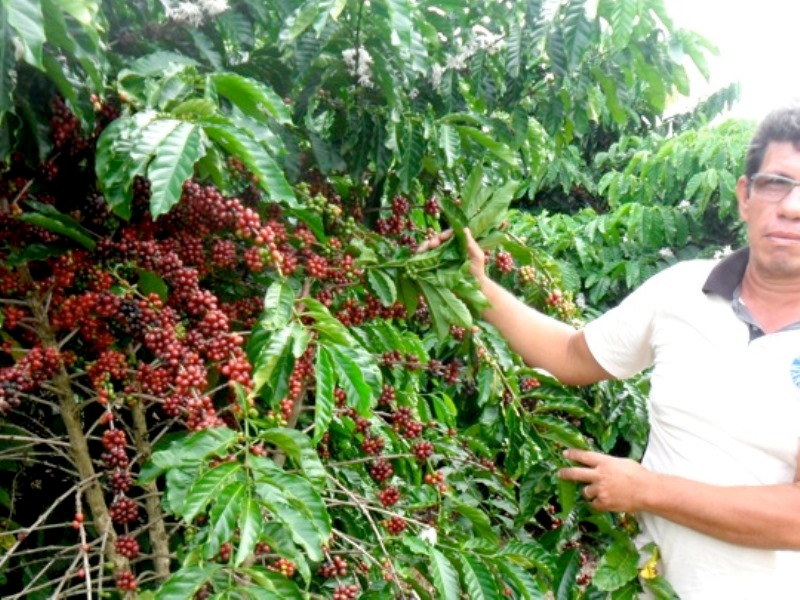 Parceria internacional vai expandir produção de café sustentável do Apuí